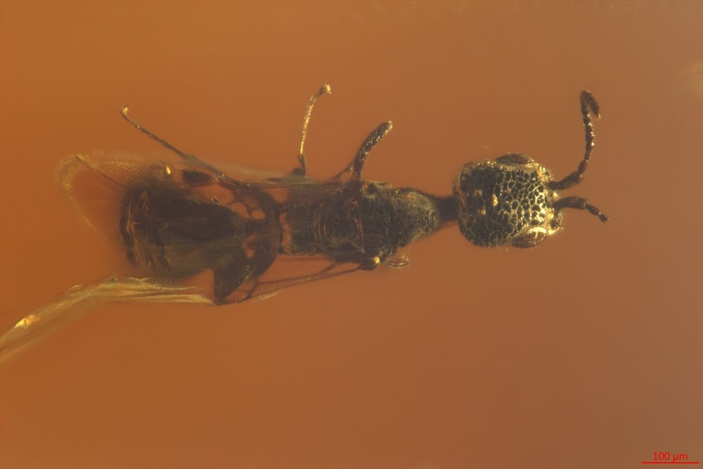 The Gwesped piastrii species 