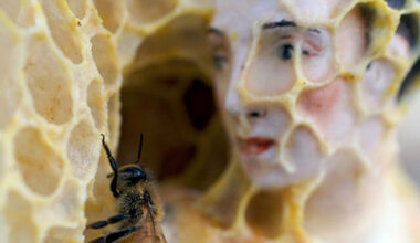when bees become collaborators, artists learn to make by listening