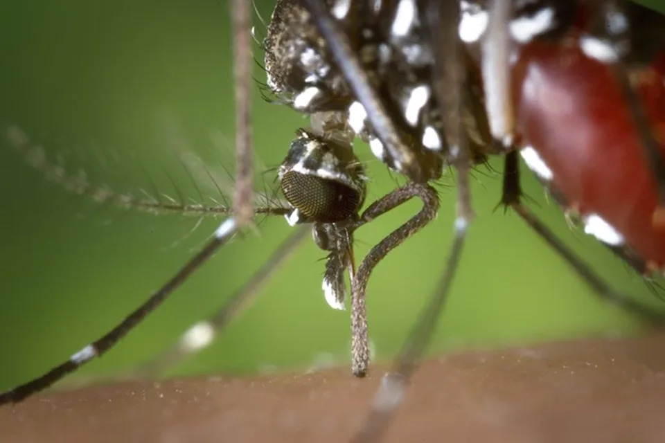 Six Asian tiger mosquitoes were uncovered during routine monitoring near Bamaga in far north Queensland.