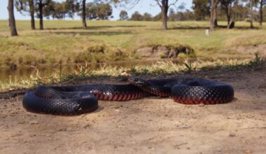 Snakes still on the move as Newcastle cools down
