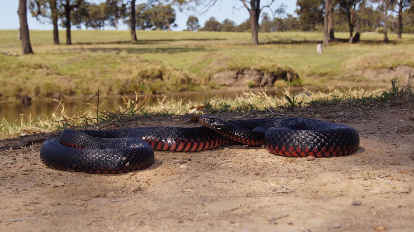 Snakes still on the move as Newcastle cools down