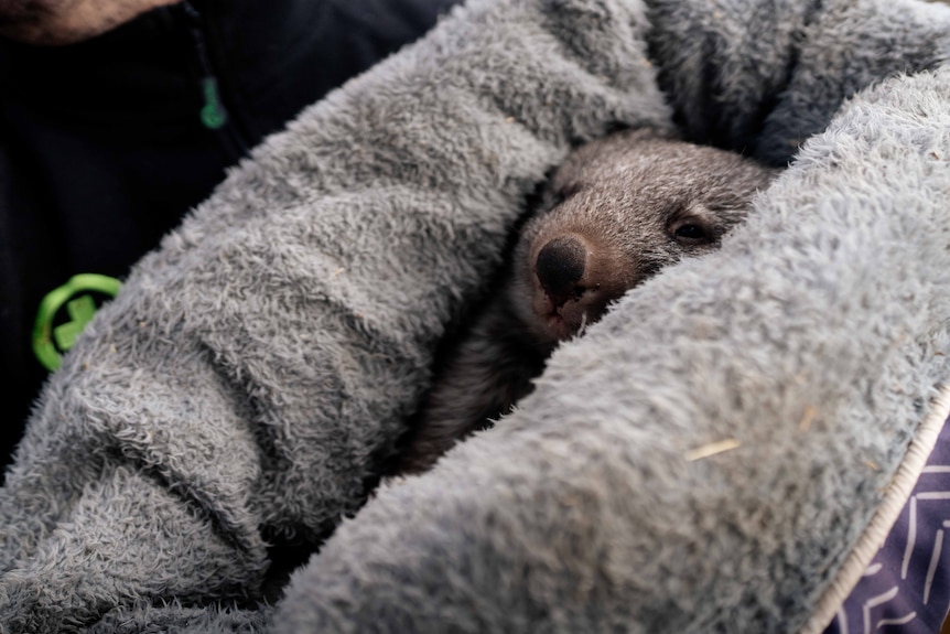 A man holding a wombat wrapped in a pet bed
