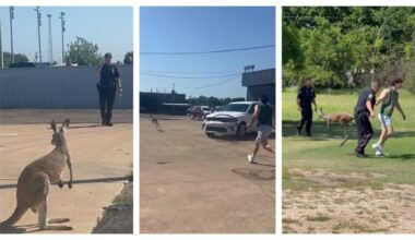 Waco police in Texas share bizarre footage of officers wrangling kangaroo on the loose