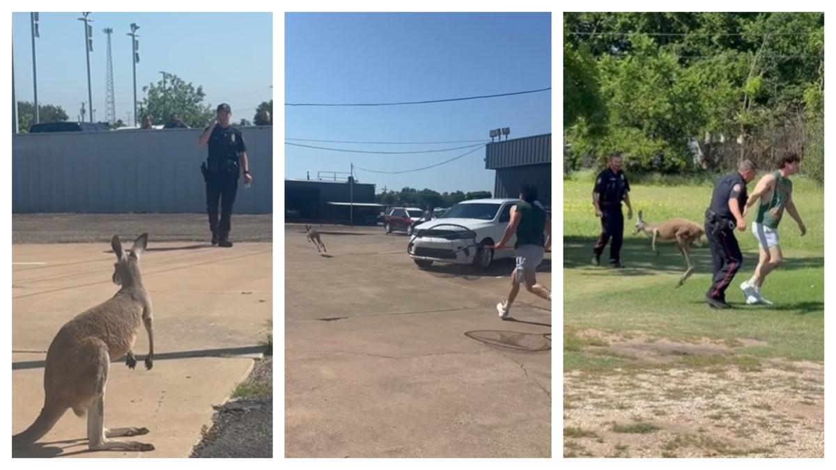 Waco police in Texas share bizarre footage of officers wrangling kangaroo on the loose
