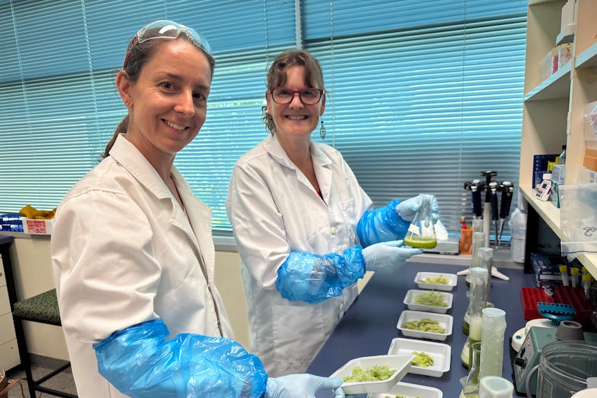 Two women in white lab coats with dishes in front of them with green pulp.