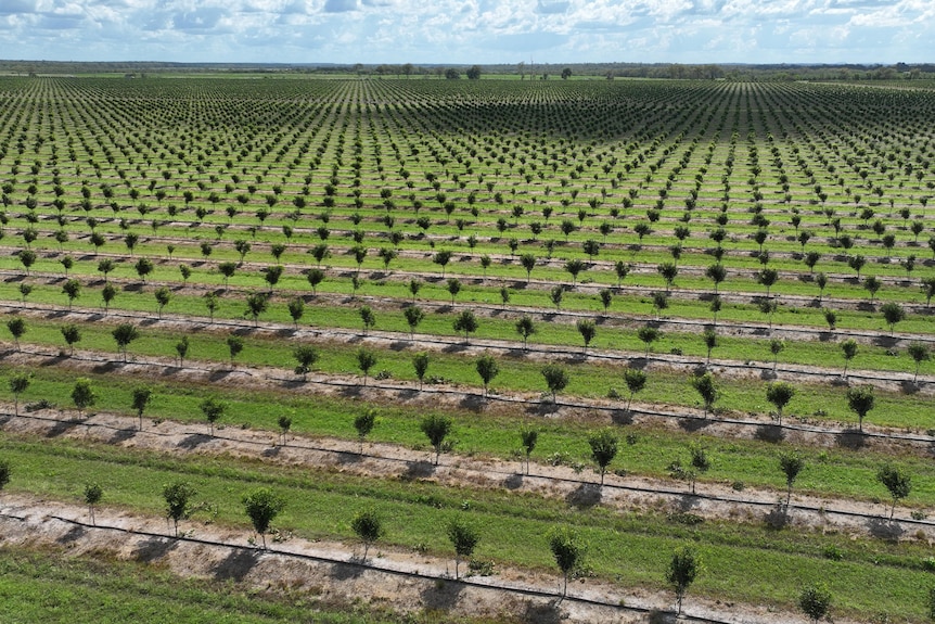 Dozens of rows of small macadamia trees in a green paddock.