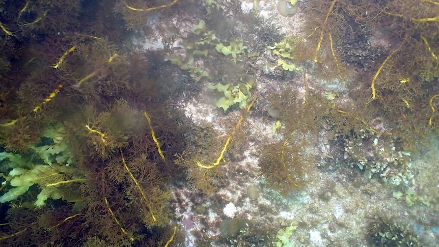 Seaweed and kelp growing back at the same site 10 months later.