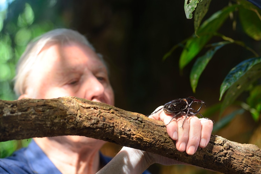 An old white man peering over a branch, his hand is on the branch and a large black rhino-like beetle is on this hand.