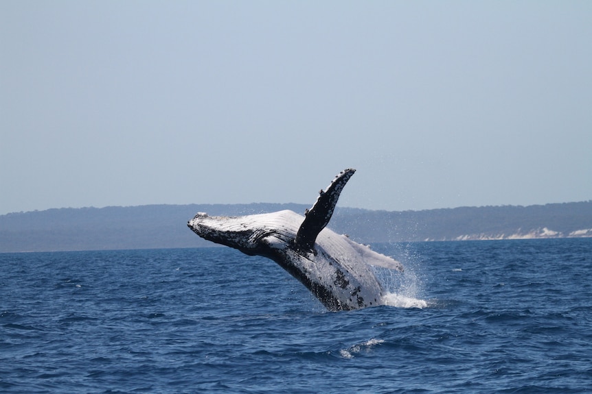 A whale breaching