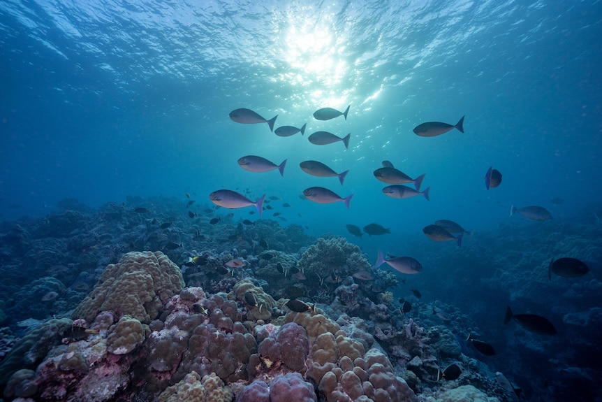 Scott Reef