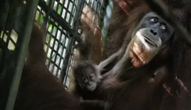 Ayaan, the baby orang utan who was conceived through artificial insemination and delivered via caesarean section, with his mother Chomel at the Singapore Zoo.