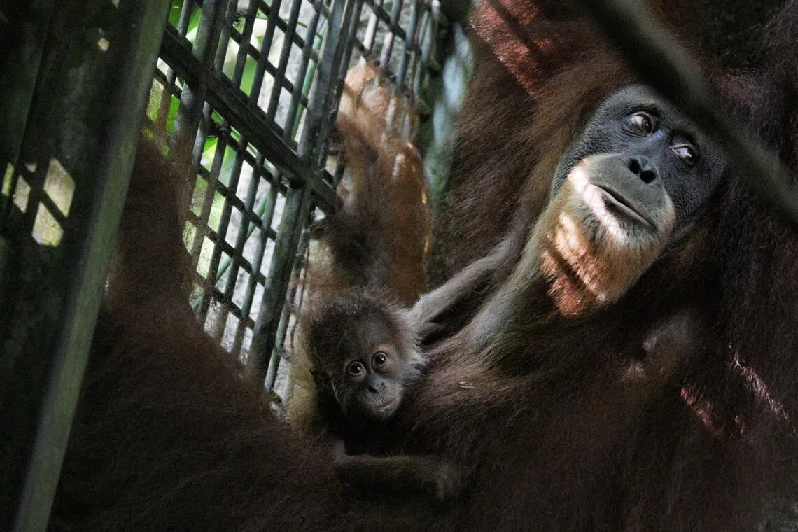 Ayaan, the baby orang utan who was conceived through artificial insemination and delivered via caesarean section, with his mother Chomel at the Singapore Zoo.