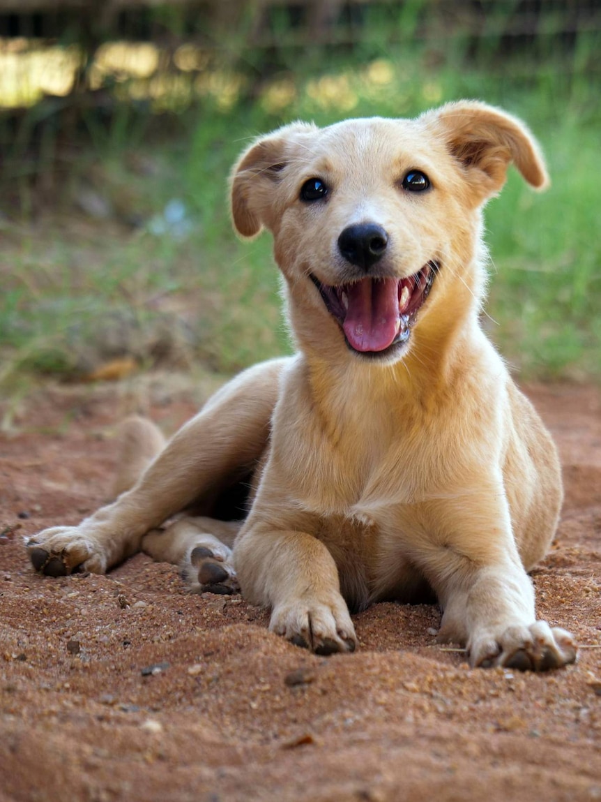 A young puppy dog wags its tongue while lying in soft red sand.
