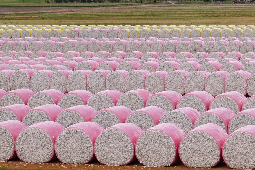 Cotton bales wrapped in pink and yellow plastic as far as the eye can see.