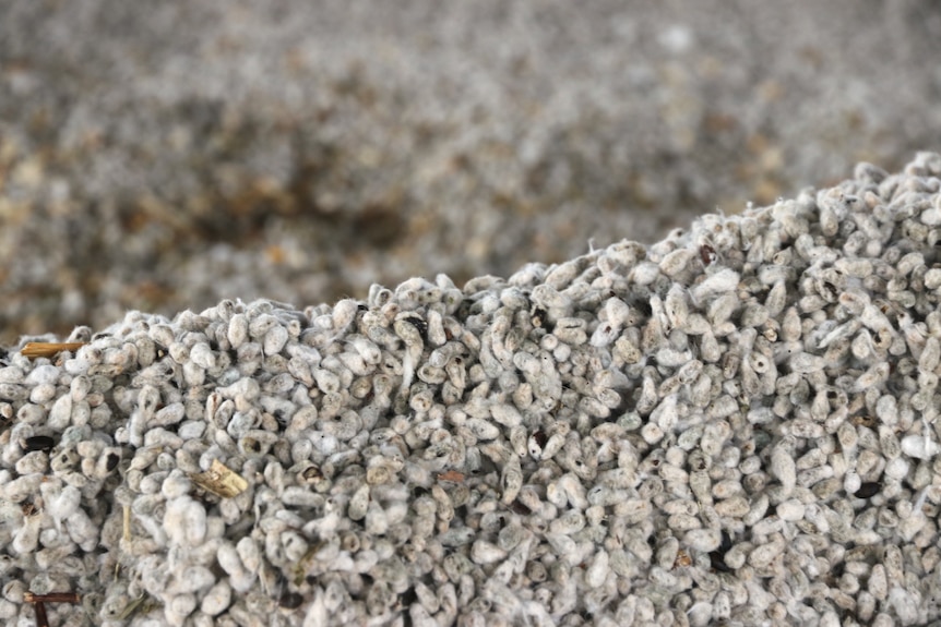 Cottonseed in bulk.
