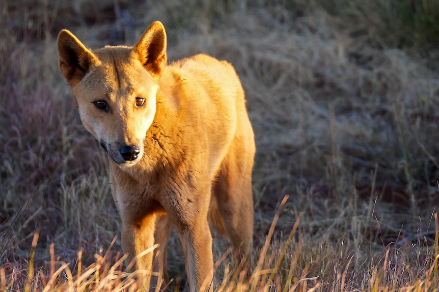 A dingo in grassland, bathed in the lambent light of late afternoon.