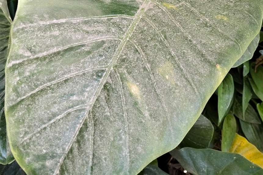 A green leaf plant covered in dust.