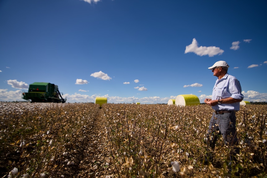 A man standing in a cotton field.