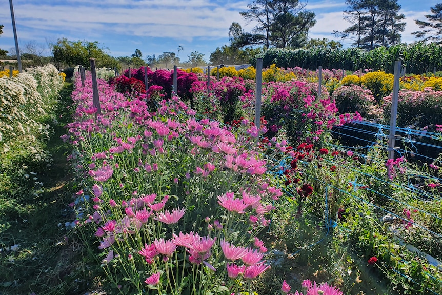 Rows of colourful flowers