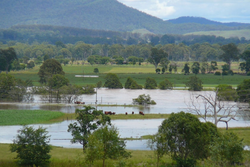 Cattle graze on an island of grass in a waterlogged paddock in Beaudesert Shire, January 5, 2008.