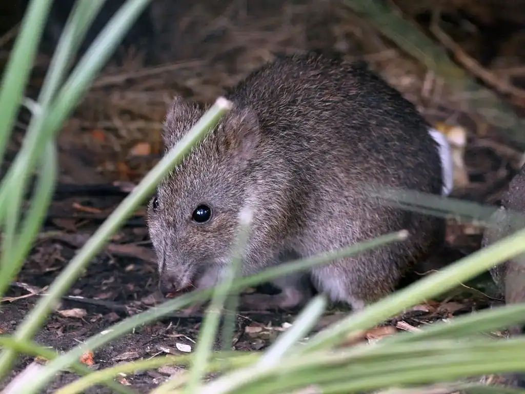 Small rodent in a natural outdoor setting among grass and soil.