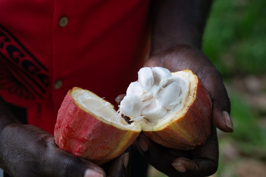 A photo of an opened cocoa pod with a white interior.