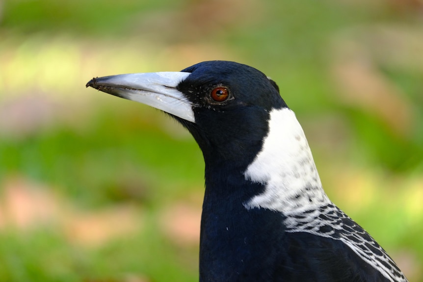 Close up picture of a magpie's face while it is looking to the left.