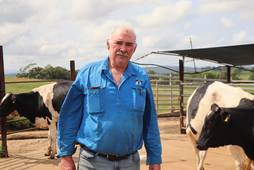 Dairy farmer with his cows.
