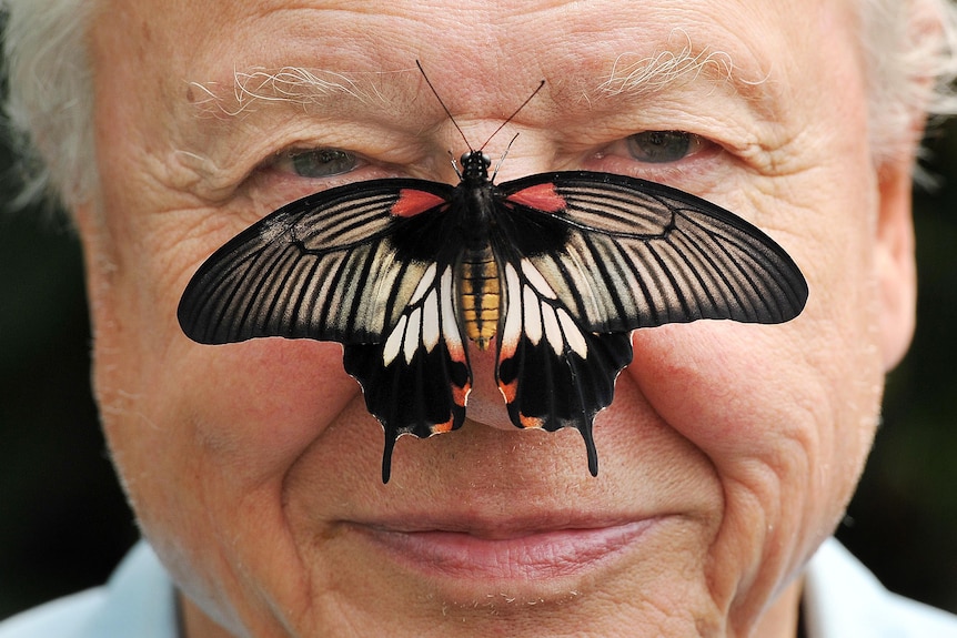 A large colourful black, white and red butterfly sits on David Attenborough's nose.