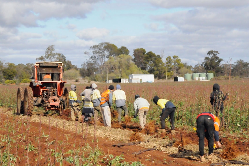 workers from the pacific in red dirt field planting trees with tractor in front of them