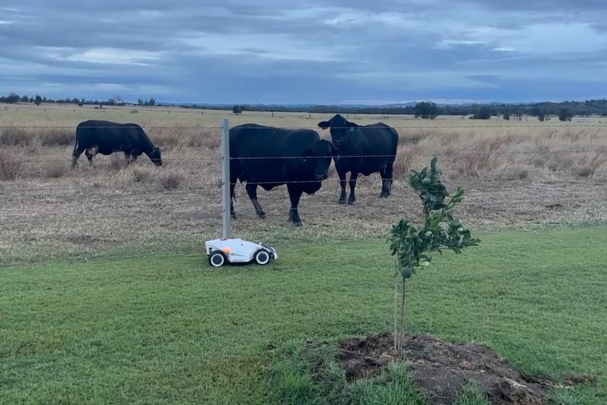 Cows looking at a robot lawnmower cutting grass