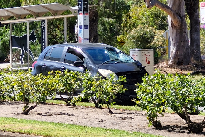 A car with a smashed windscreen parked next to a bus stop, rose bushes in the foreground.