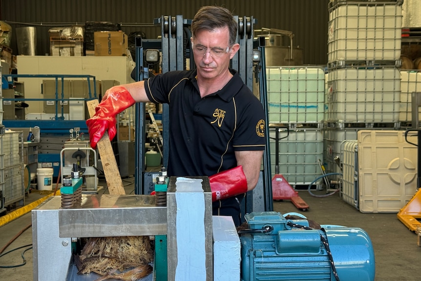 A man standing over a machine feeding brown agave flesh through it.
