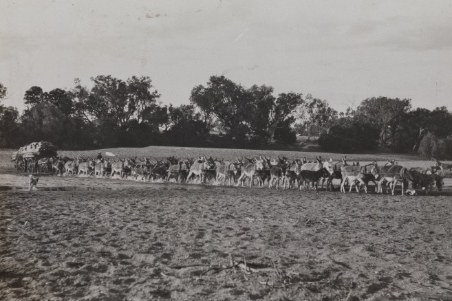 A huge team of donkeys pull a loaded wagon through the sands of the Fitzroy River
