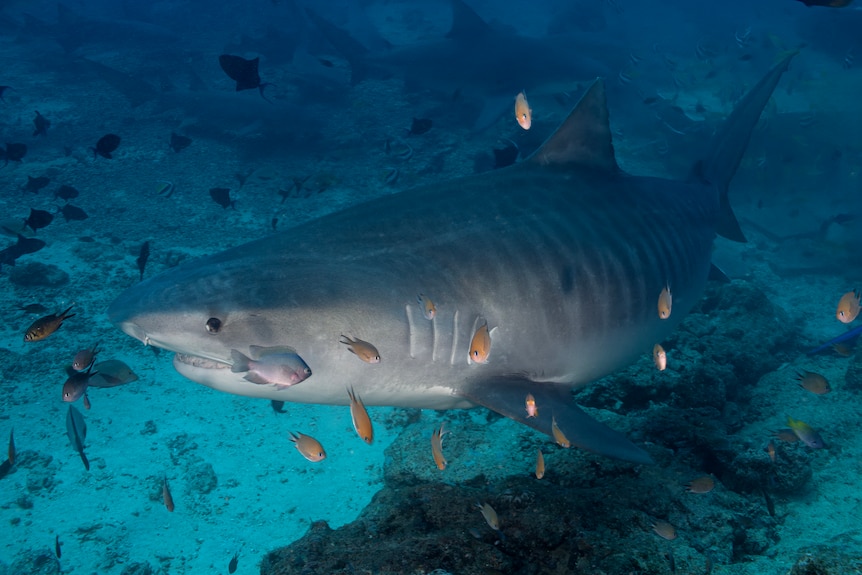 Tiny orange and blue fish swimming around a large grey shark with dark stripes on its body.