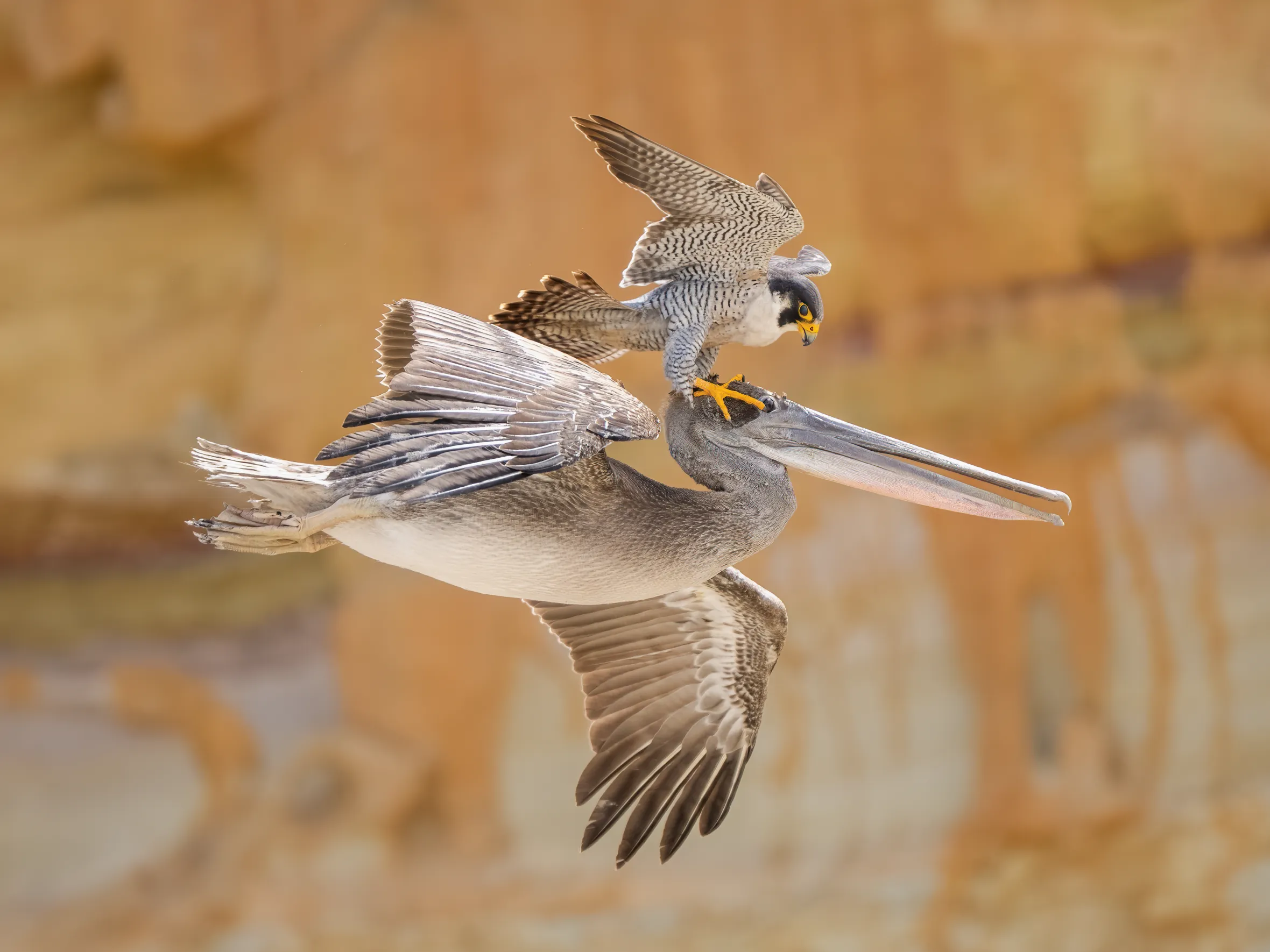 A peregrine falcon lands on the head of a pelican in mid-flight, appearing to hitch a ride.