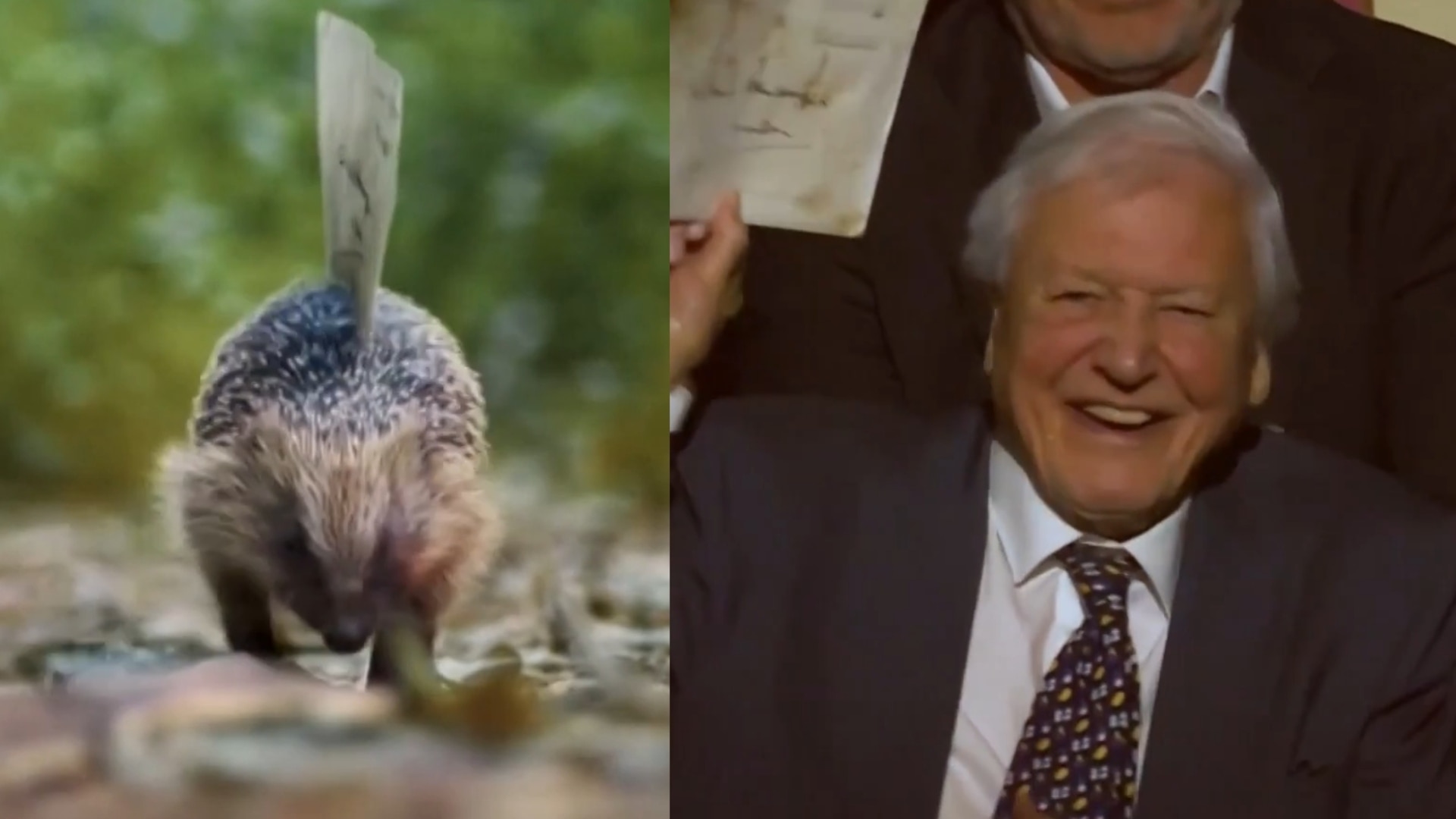 UK native animals deliver King’s birthday message to Sir David Attenborough