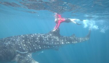 Murdoch uni study finds fish continuing to have whale of a time despite drone usage