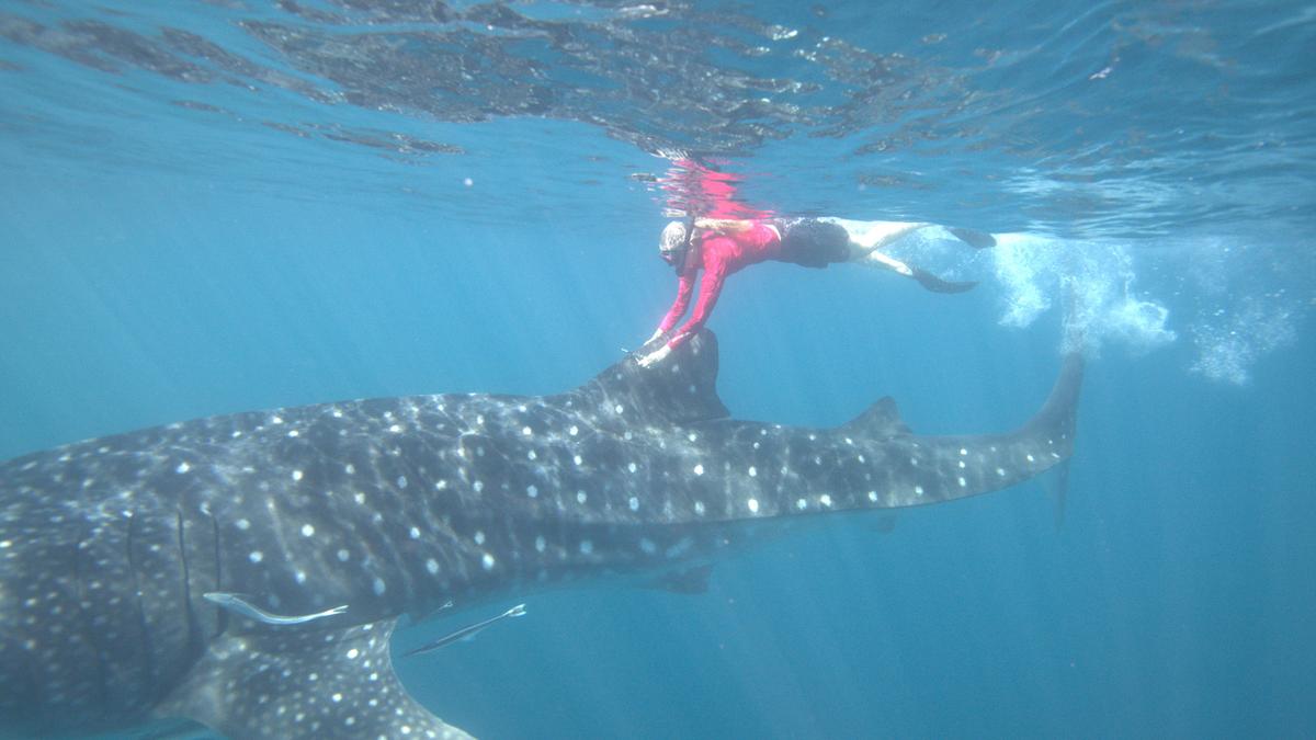Murdoch uni study finds fish continuing to have whale of a time despite drone usage