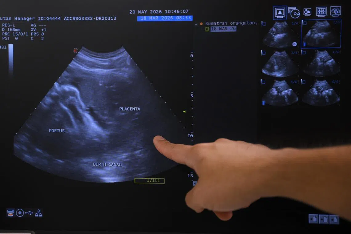 Chomel had to have ultrasound scans and blood and urine samples taken.