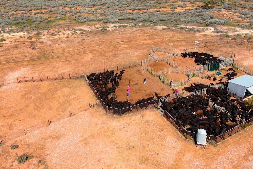 An aerial view of cattle yards in outback NSW