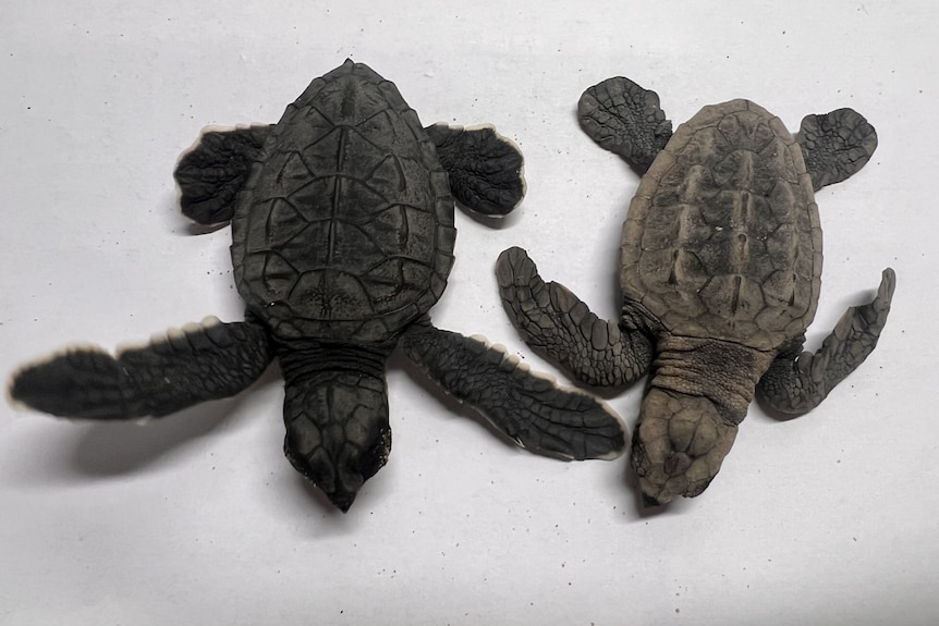 Two baby turtles side by side