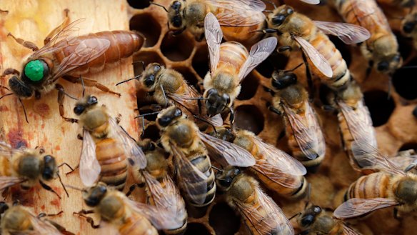 She may be the queen bee, but it’s all for one and one for all. 