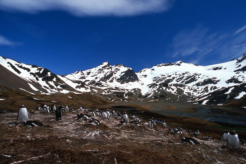 A colony of small penguins on a rocky landscape in front of snow-capped peaks.