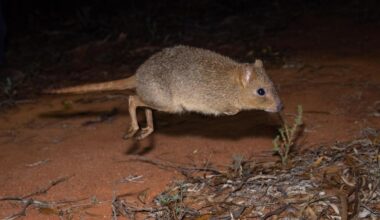 Conservationists discover woylies can thrive outside fences in the Wheatbelt again in new groundbreaking study