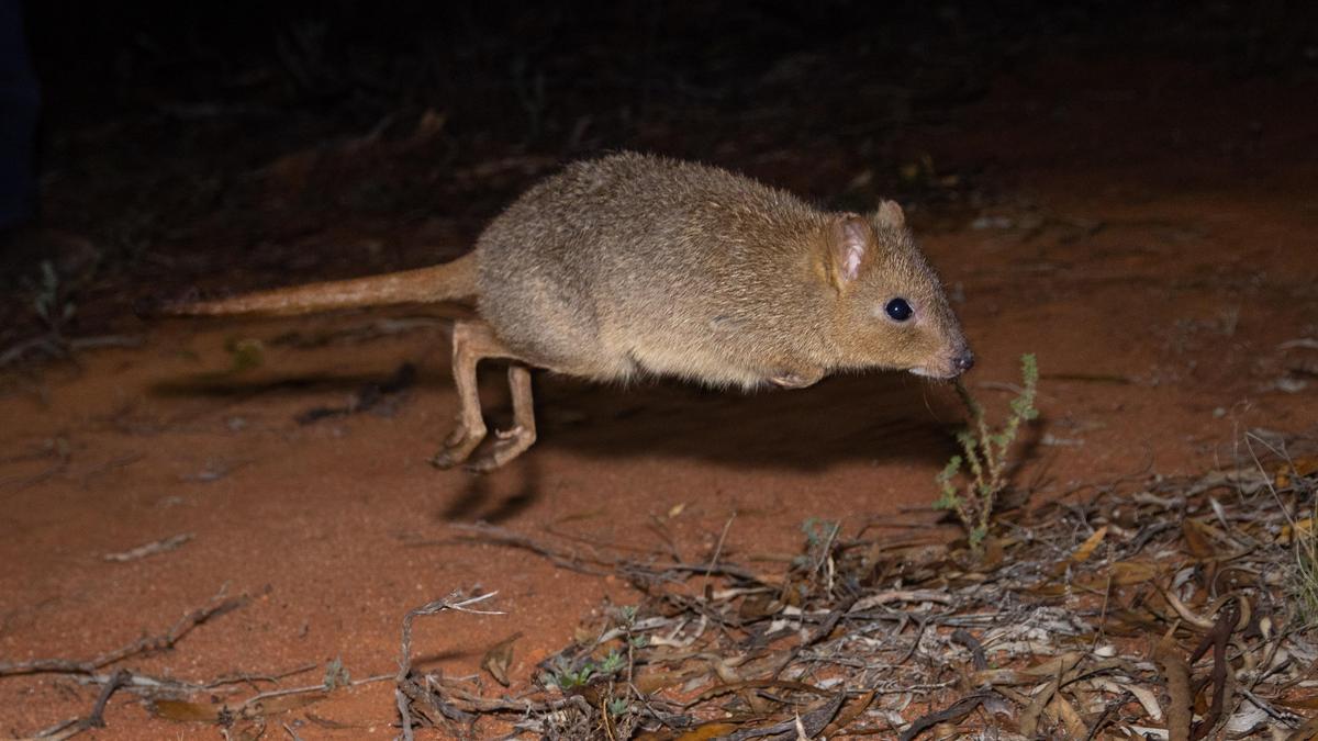 Conservationists discover woylies can thrive outside fences in the Wheatbelt again in new groundbreaking study