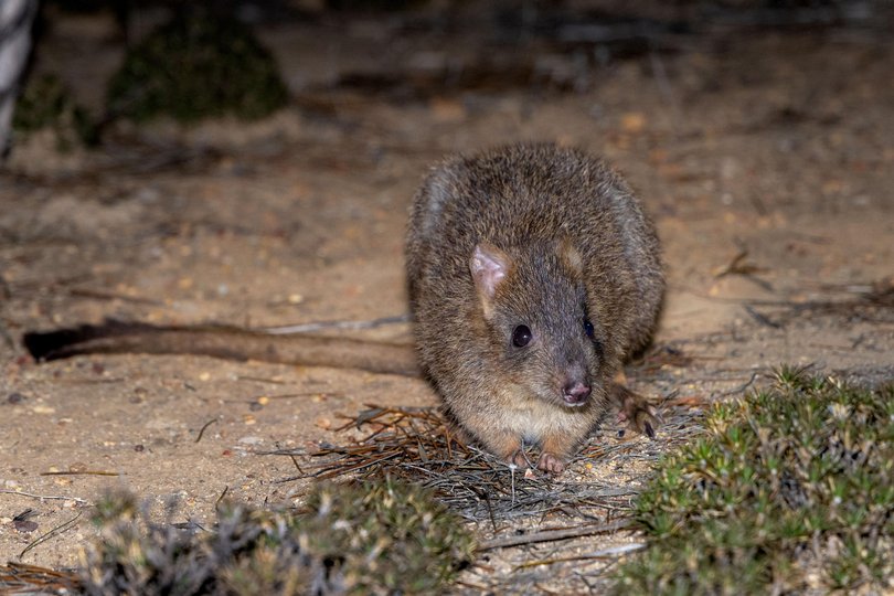  Woylies released outside the fence.