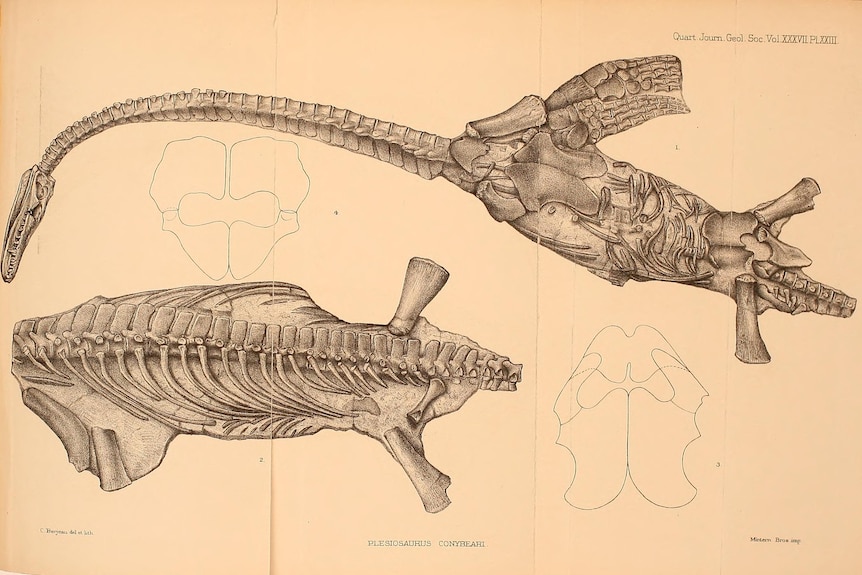 Detailed black and white drawing of two plesiosaur-like fossils, one headless, on yellowed paper and two sketches of vertebrae.