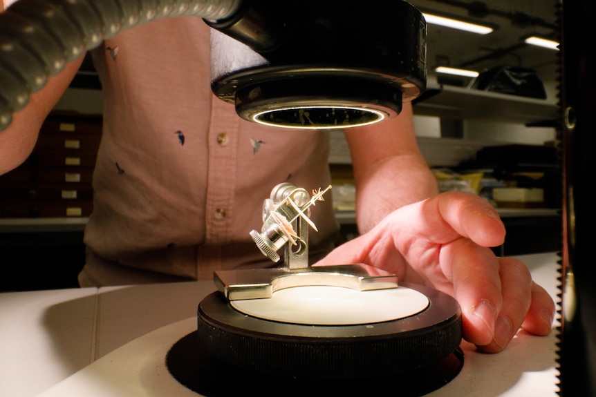 A tiny contraption holding a itsy wasp under a light on a slide under a viewer in an archive room.