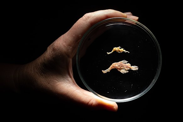 Two specimens of a long-sought ‘rarest of the rare’ species have finally been found, pictured at the Australian Museum.